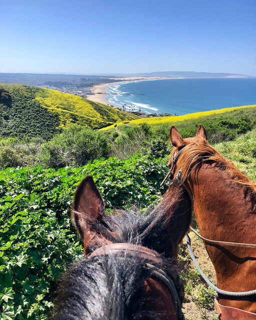 horseback riding vacation, central coast trail rides, pismo beach, pismo preserve, central coast, california, horseback ride, writing horseback