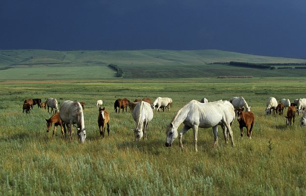 grazing horses, bob langrish world of horses