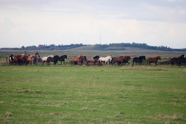 icelandic horses brought from pasture, herding icelandic horses for horse riding holiday