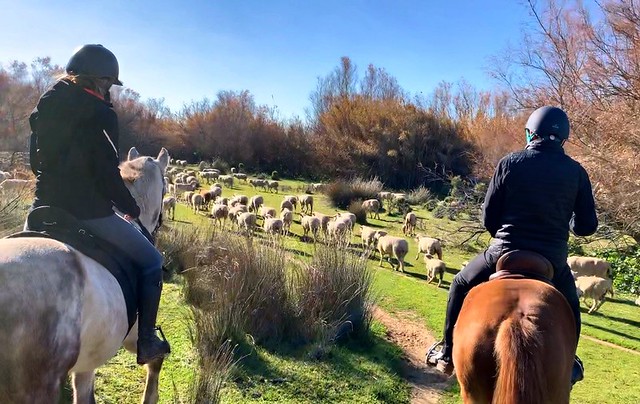 Riders encounter a herd of sheep in the Doñana National Park on their way to El Rocio