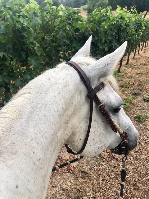 White horse head next to Napa vineyard.