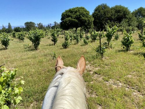 Looking out to Pinot Noir grape vineyards while horseback riding at Rollin F Ranch in Sebastopol, California