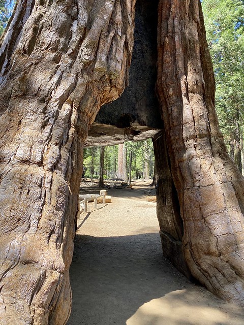 The base of the California Tunnel Tree in Mariposa Grove is large enough for a car to drive through; although now only for pedestrians. 