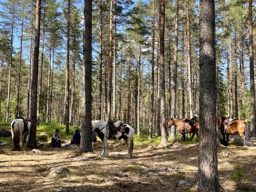 Four of the 8 horses and riders are visible in the forest during our lunch break. Two Gypsy Vanner black and white horses are tied to trees while 2 bay draft horses are to the right of the black and white horses. Two horse riders sit on the ground, in the forest, eating their lunch in Sweden.
