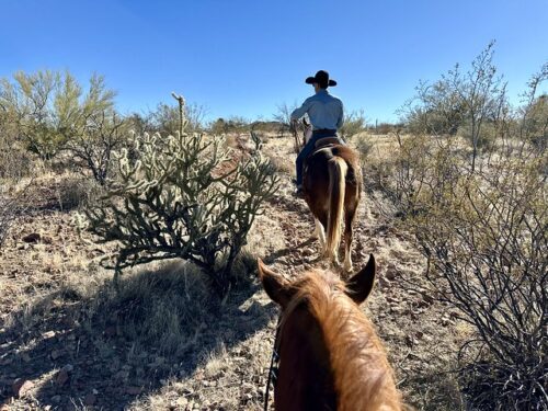 Wrangler Dallas Connally has his back to the camera as he rides horseback into the Sonoran Desert at Rancho de los Caballeros in Wickenburg, Arizona. Quarter horse, Wilson, has half of his neck and head in the photo as he heads toward a patch of teddy bear cactus in the Arizona desert. 