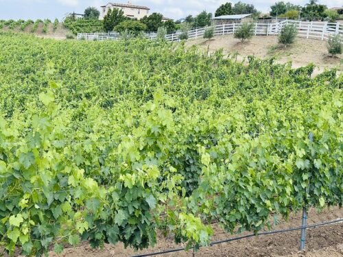 California Ranch Company CRCTrails Vineyards 640x480 Grape vine canopy along our trail ride. White wooden fences separate the vineyard from the trail. A 2-story white house is behind the white fence, to the left of the vineyard.