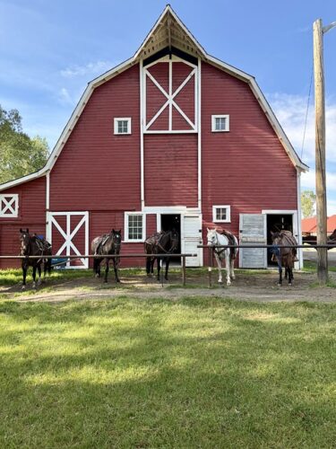 CircleBarBarnHorsesHobsonMT480x640 Two-story red barn with 4 square small windows and an open barn door. Five dude ranch horses are tied to the metal, horizontal hitching post. The horses are wearing western saddles and halters. Blue sky over the 1800's barn structure at Circle Bar Ranch in Montana.